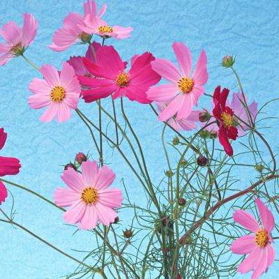 加拿大南宫NG娱乐app下载